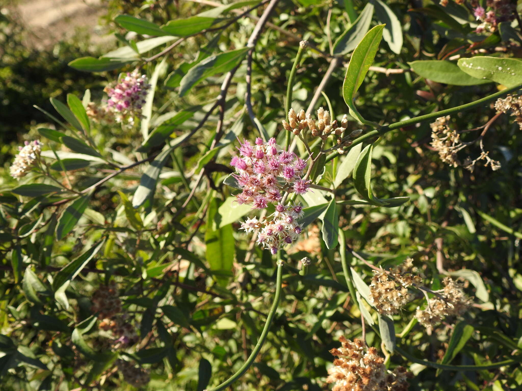 Image of Tessaria integrifolia Ruiz & Pav.