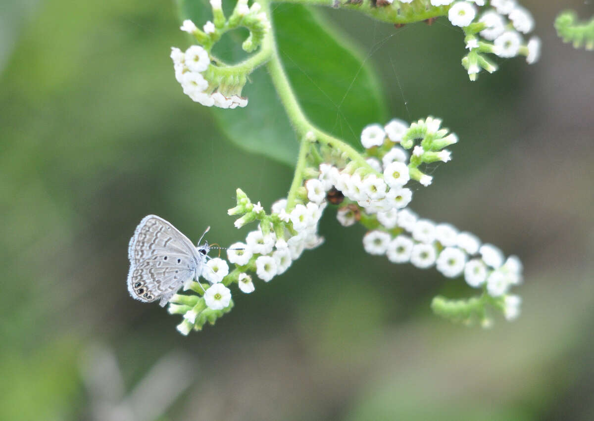 Imagem de Hemiargus ramon