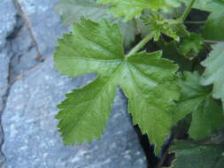 Image of Arizona rosemallow