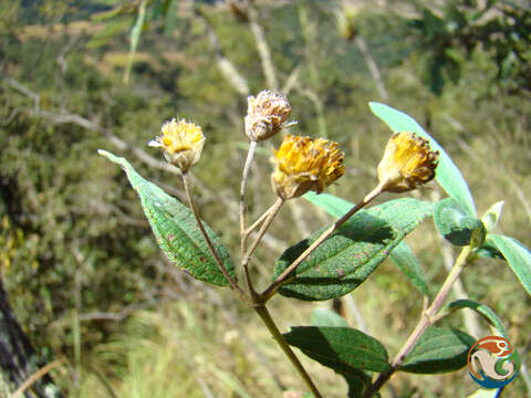 Image of Perymenium discolor Schrad.