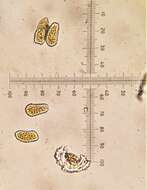 Pucciniastrum pyrolae (J. F. Gmel.) J. Schröt. 1880的圖片