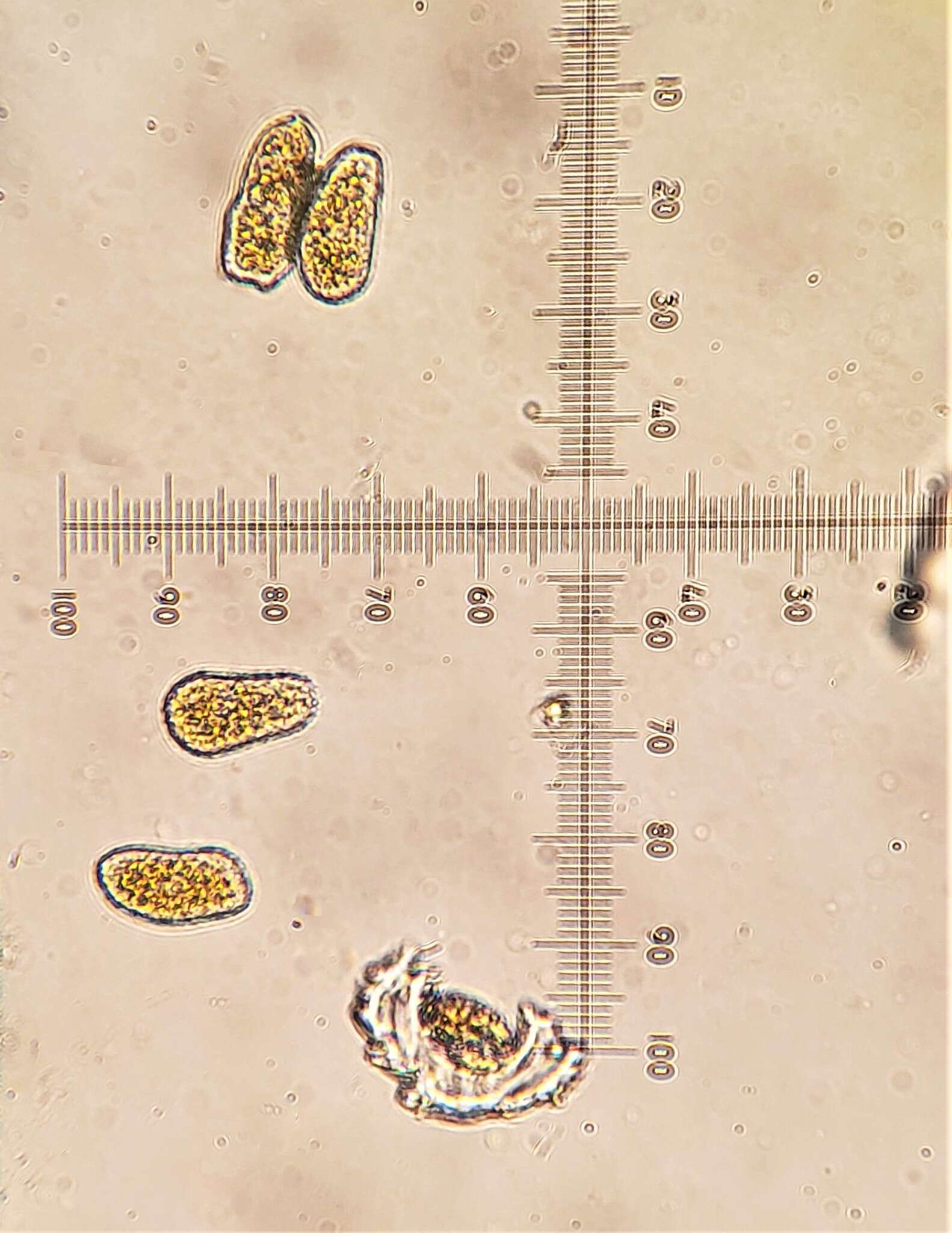 صورة Pucciniastrum pyrolae (J. F. Gmel.) J. Schröt. 1880