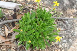 Image de Othonna arborescens L.