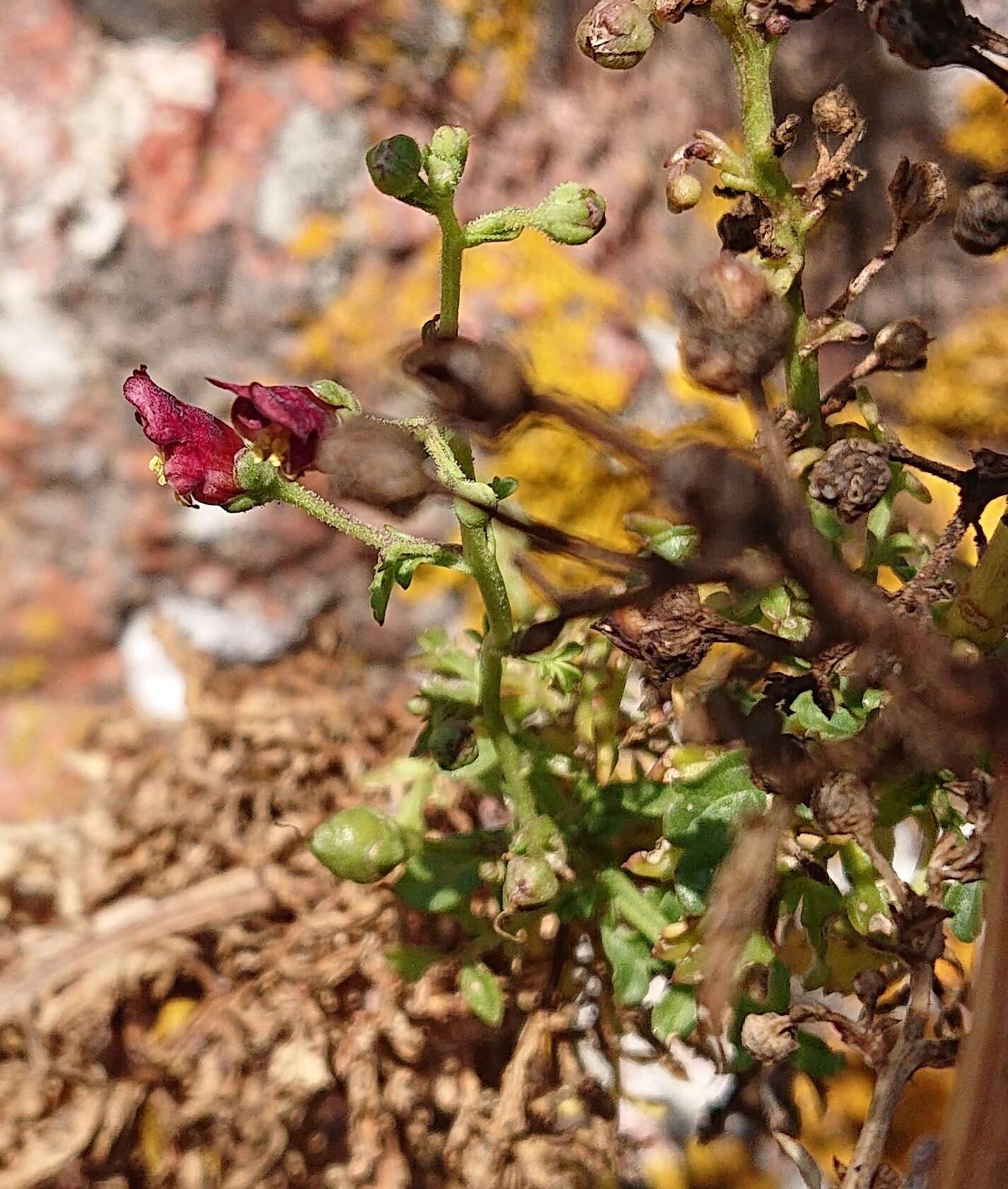 Image de Scrophularia sublyrata Brot.