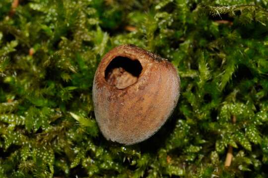 Image of hazel dormouse