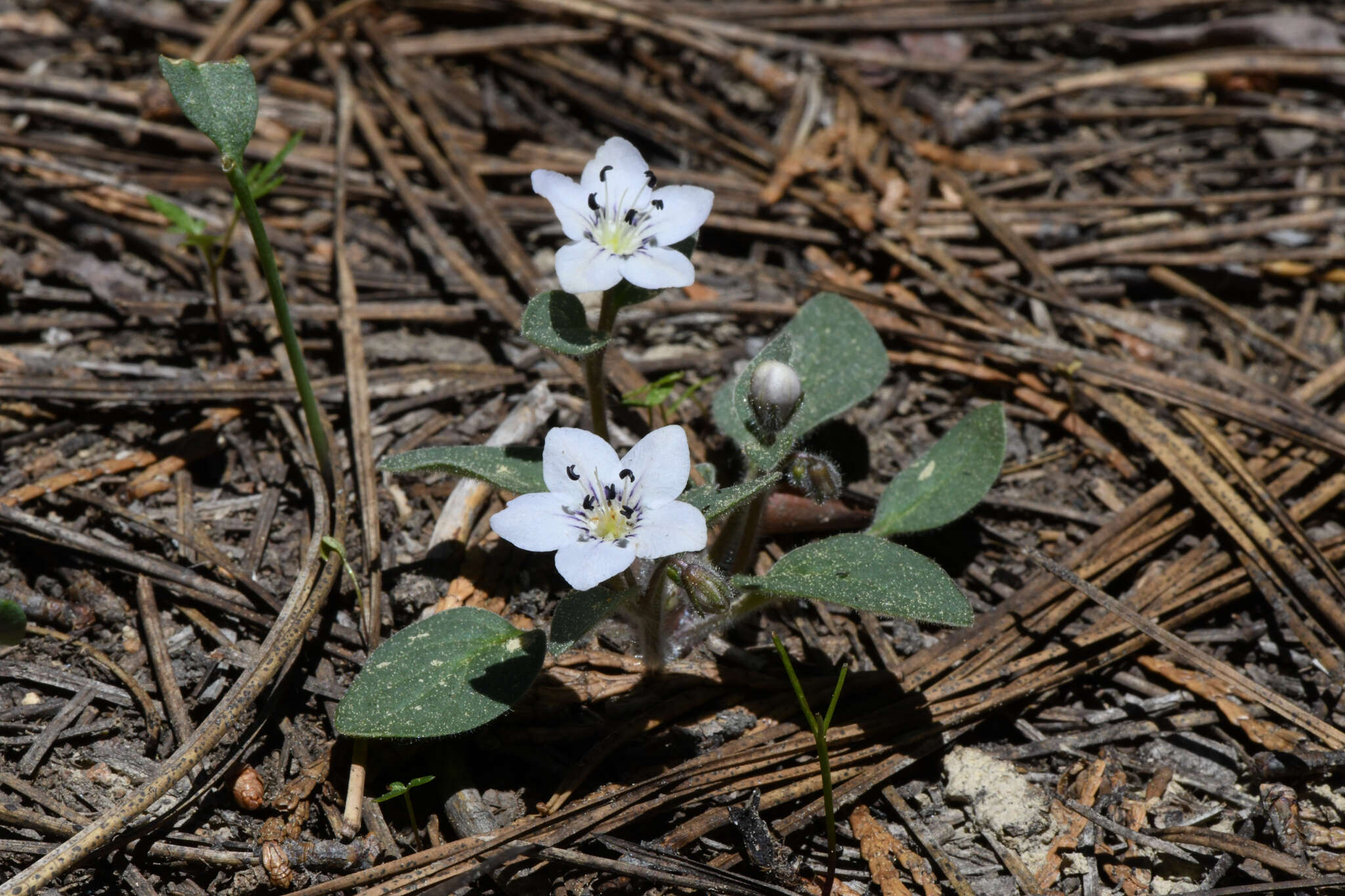 Howellanthus dalesianus (J. T. Howell) Walden & R. Patt. resmi