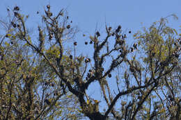 Image of Jacaranda micrantha Cham.