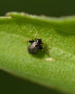Image of Garden fleahopper