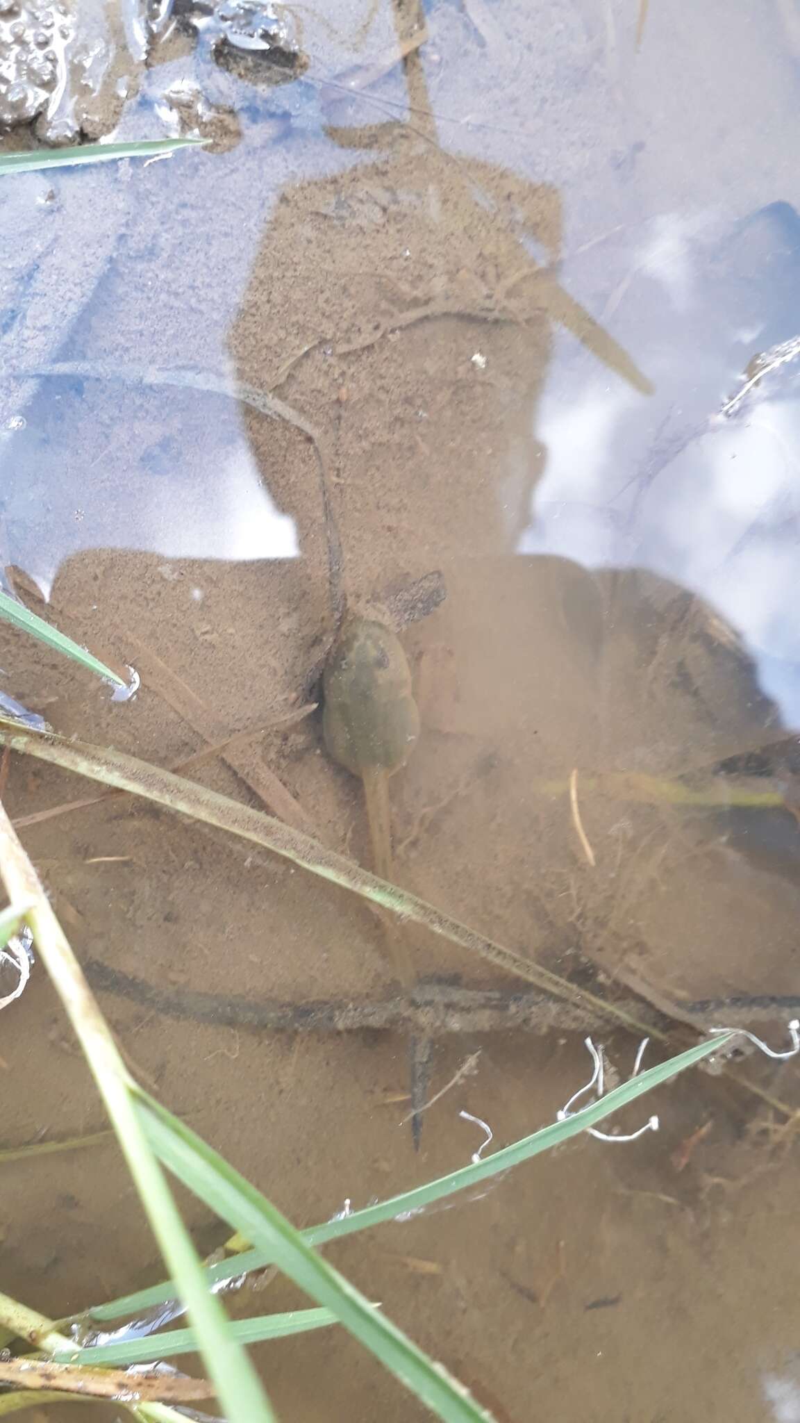 Image de Gastrotheca cuencana Carvajal-Endara, Coloma, Morales-Mite, Guayasamin, Székely & Duellman 2019