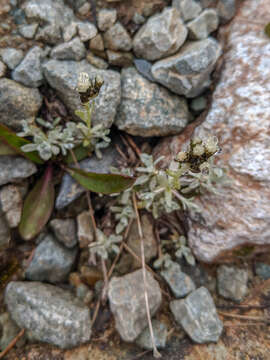 Image of Rocky Mountain pussytoes