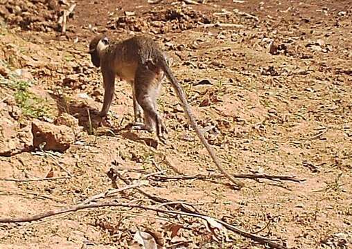 Image of Tantalus Monkey