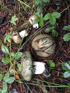 Image of Russula atroglauca Einhell. 1980