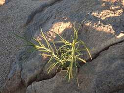 Image of Euphorbia calyptrata Coss. & Kralik