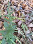 Image of <i>Solidago <i>ulmifolia</i></i> var. ulmifolia