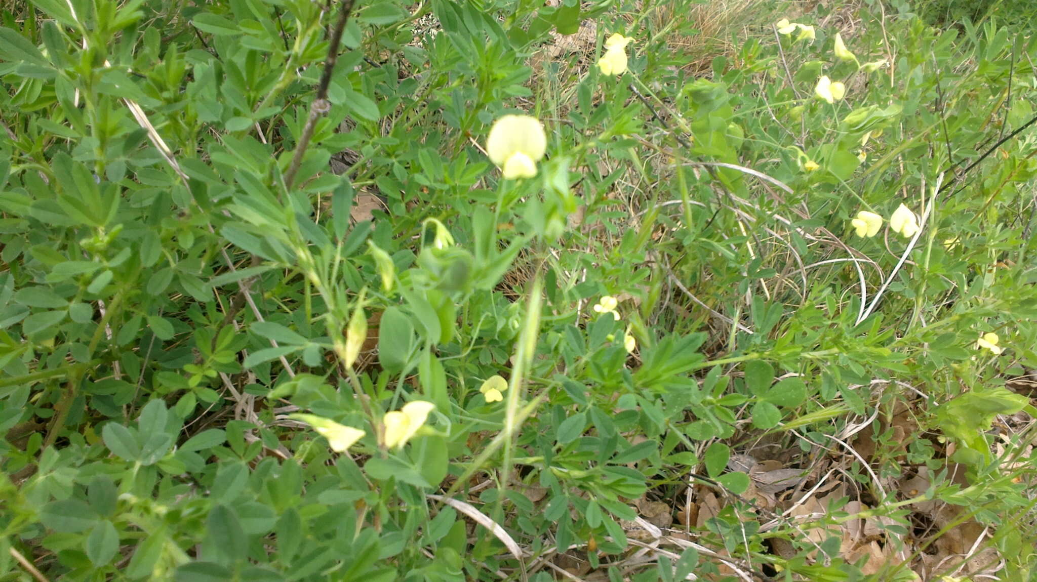 Image of yellow pea