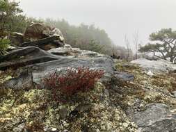 Image of mountain goldenheather