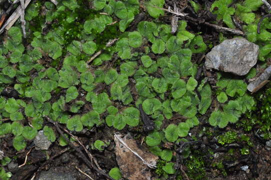 Image of Riccia gougetiana Durieu & Mont.