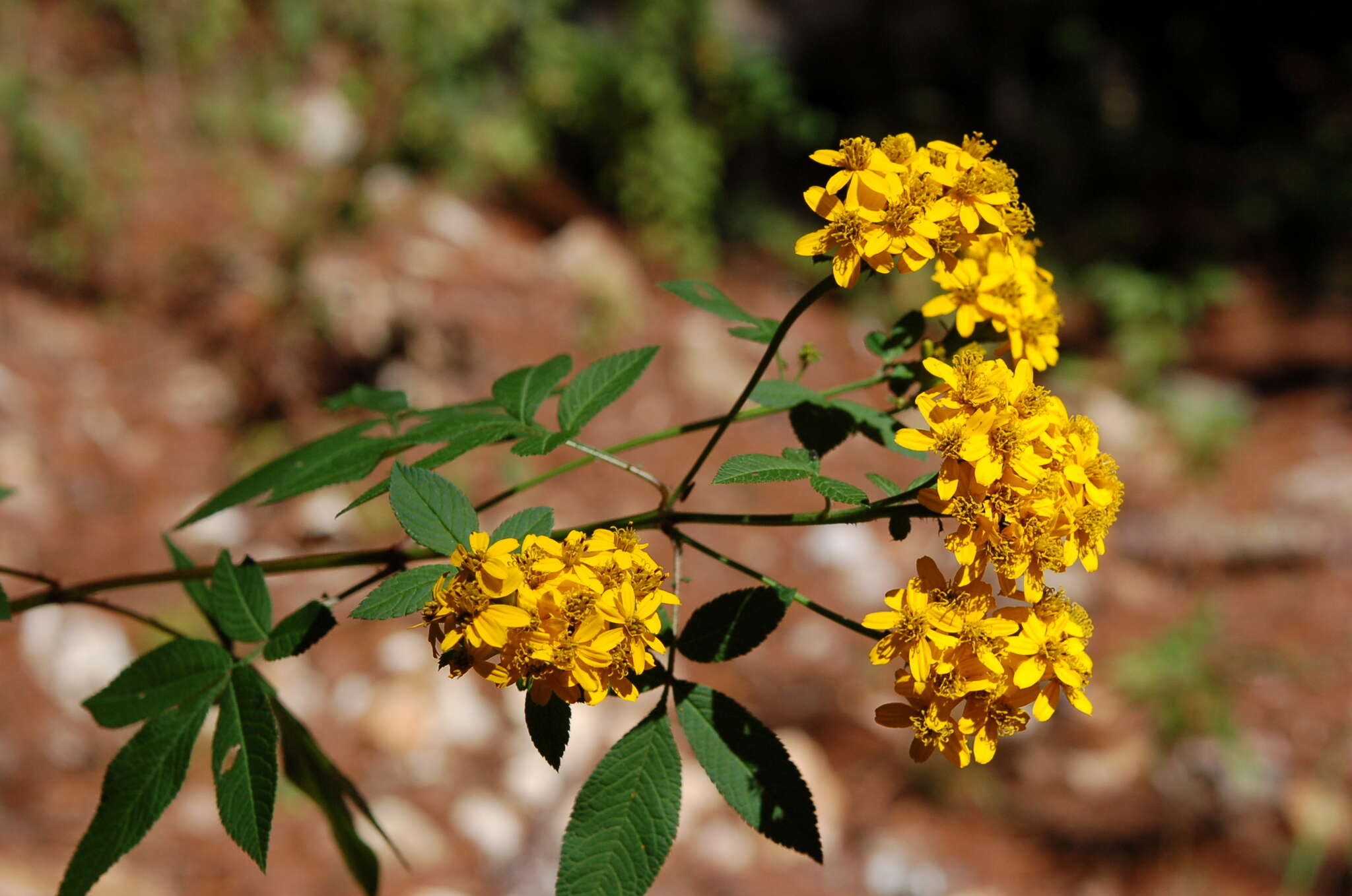 Tagetes nelsonii Greenm. resmi