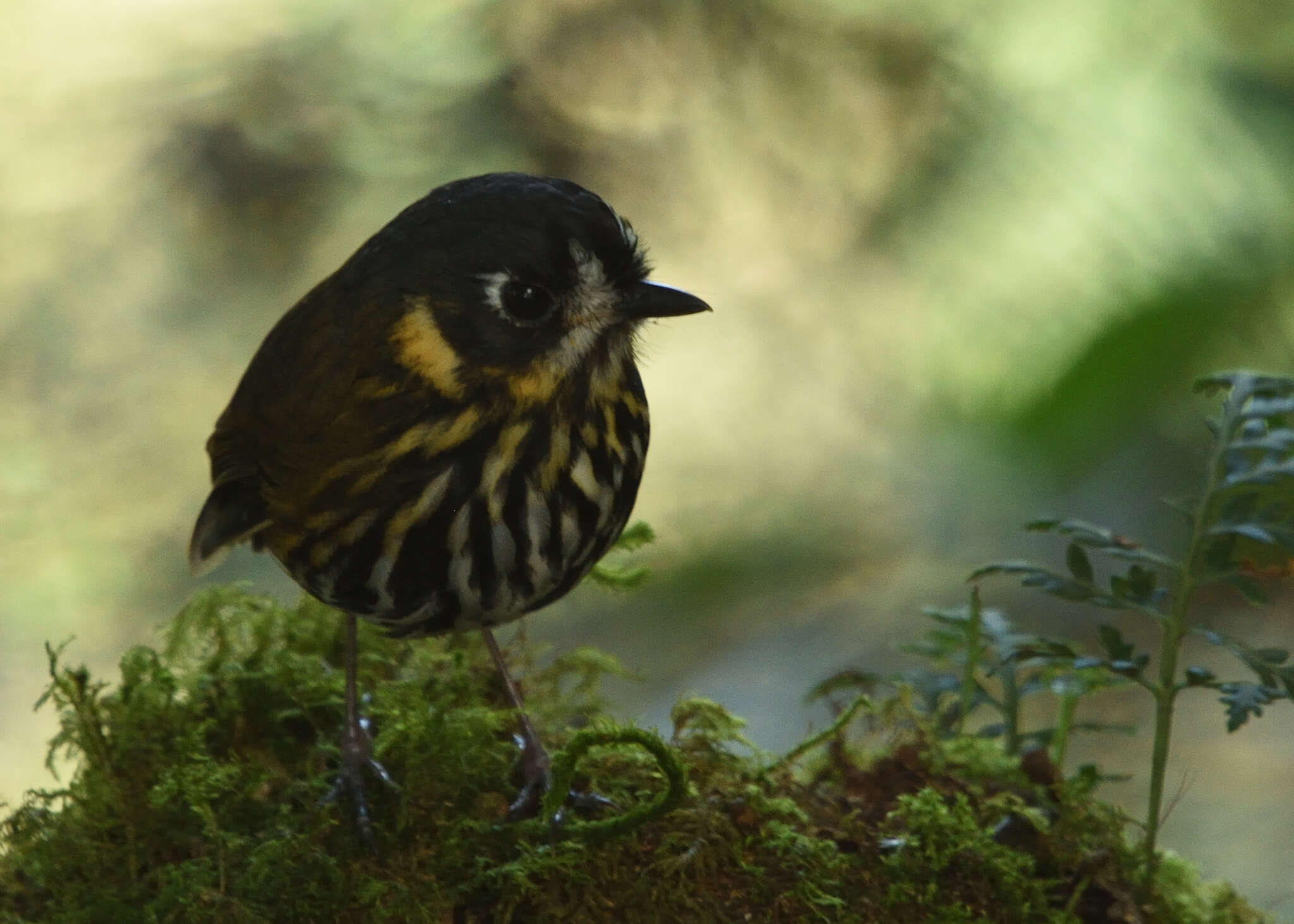 Image of Crescent-chested antpitta