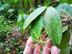 Image of gold dust dracaena