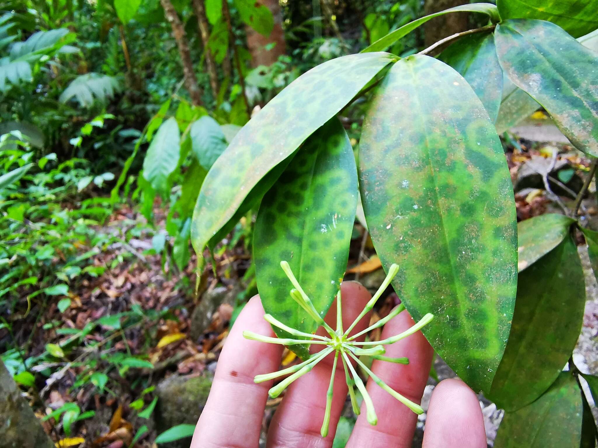 Image of gold dust dracaena