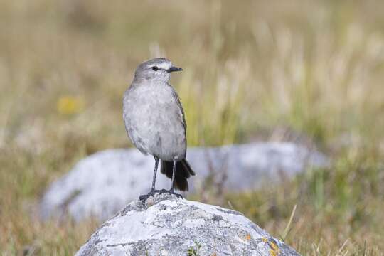 Image of Ochre-naped Ground Tyrant