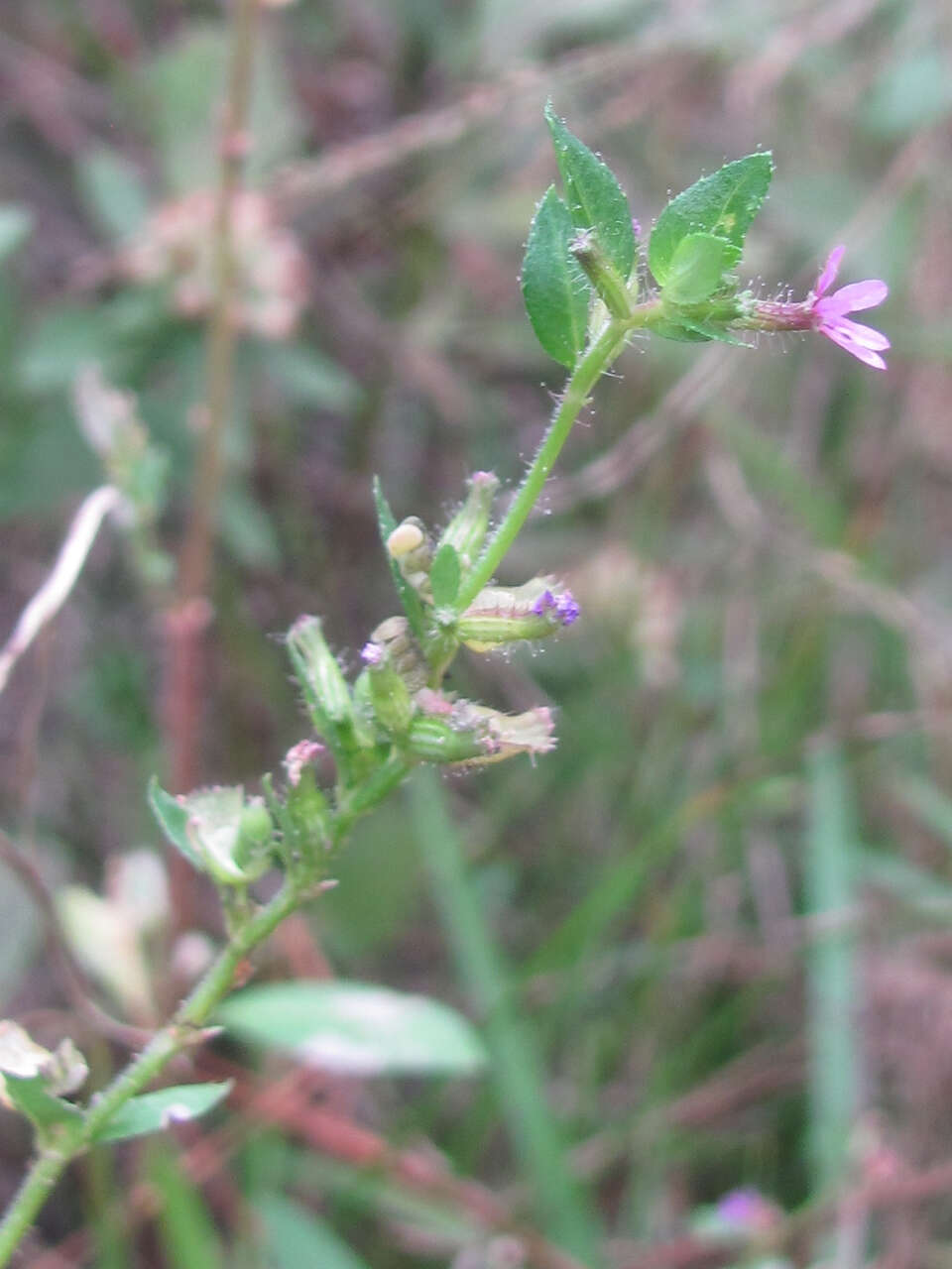 Image of Sticky Waxweed