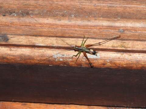 Слика од Conocephalus (Anisoptera) versicolor (Redtenbacher 1891)