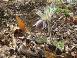 Image of narrow-leaf pasque-flower
