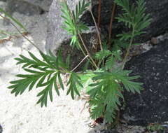 Image de Potentilla pensylvanica var. litoralis (Rydb.) Boivin