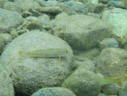 Слика од Rhinogobius candidianus (Regan 1908)