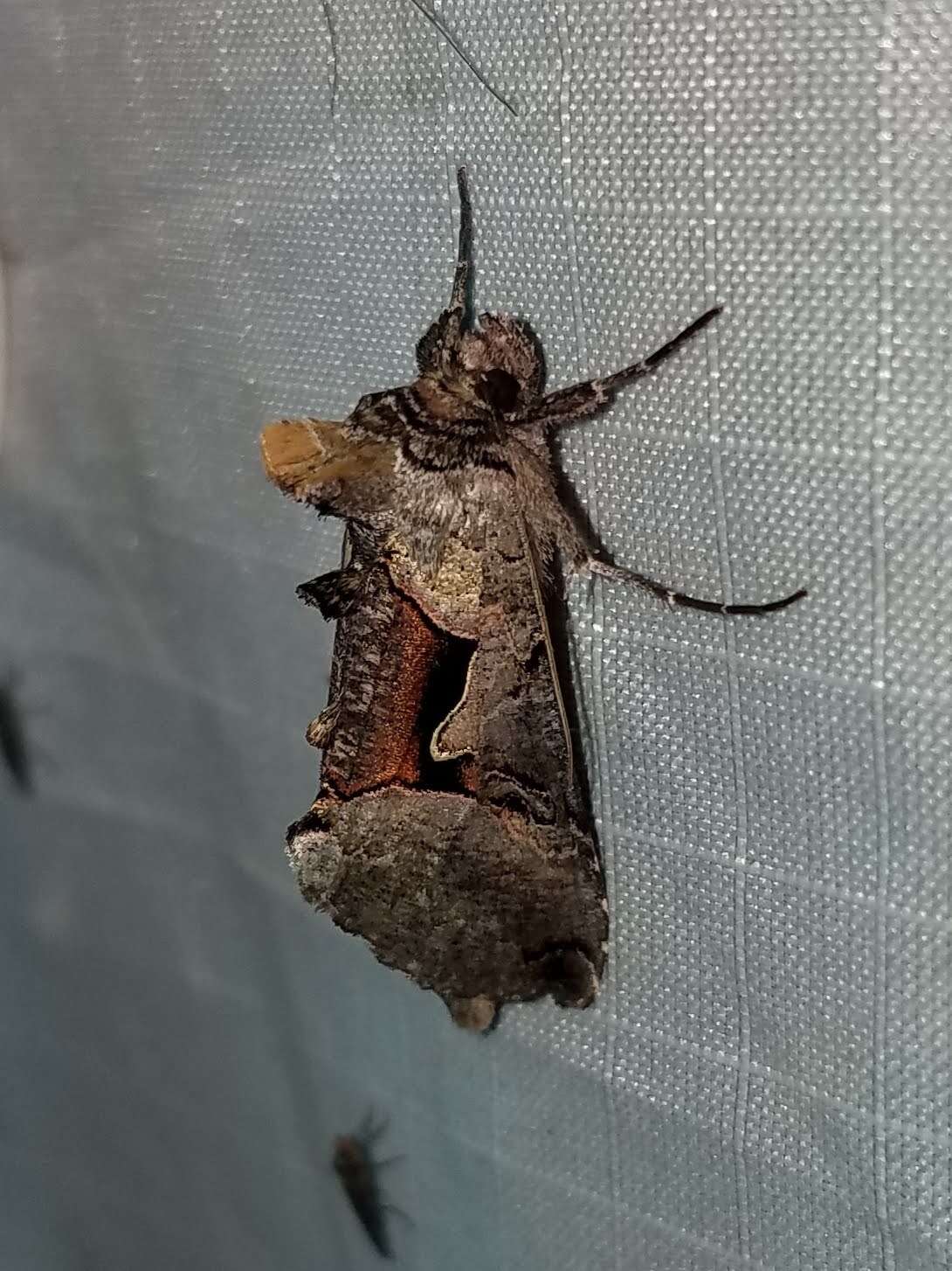 Image of Large Looper Moth, Broken-banded Y