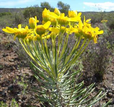 Imagem de Euryops tenuissimus subsp. tenuissimus