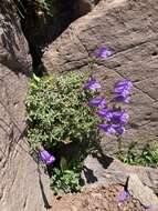 Image of timberline beardtongue