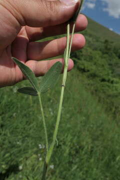 Image of Trifolium pannonicum subsp. elongatum (Willd.) Zohary