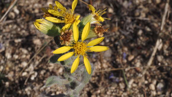 Image of sessileflower false goldenaster