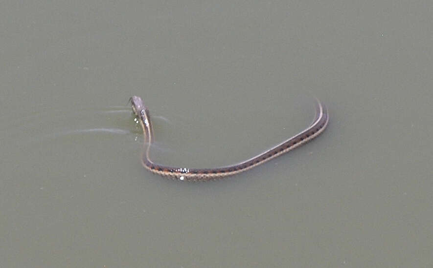 Слика од Thamnophis sirtalis dorsalis (Baird & Girard 1853)