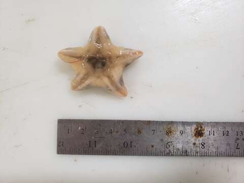 Image of Wrinkled slime star