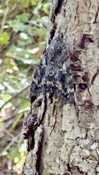 Image of Aholibah Underwing