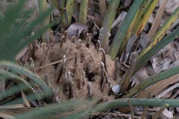 Image of Macrozamia fraseri Miq.