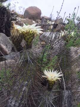 Image de Echinopsis deserticola (Werderm.) H. Friedrich & G. D. Rowley