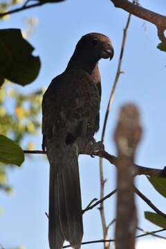 Image of Black Parrot (nigra)
