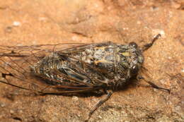 Image of chirping cicada