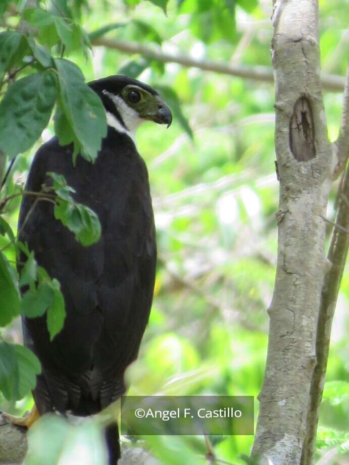 Image of Collared Forest Falcon