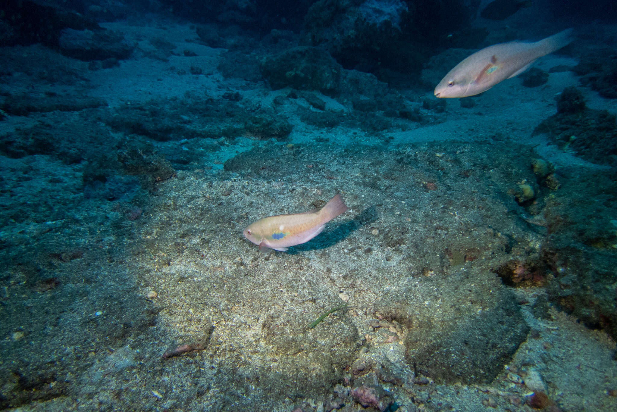 Image of Big belly Parrotfish