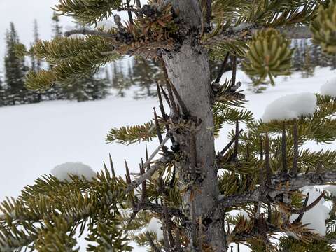 Image of subalpine fir