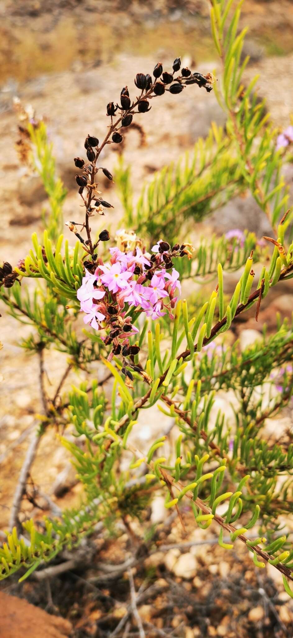 Image of Campylanthus salsoloides Roth