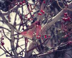 Image of Red-mantled Rosefinch