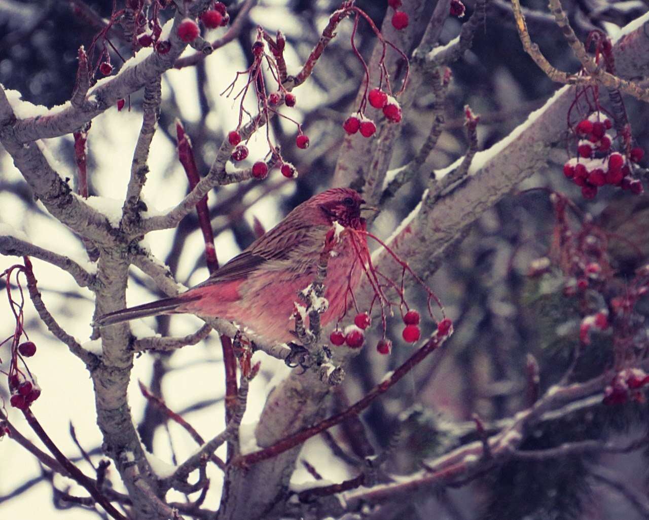 Image of Red-mantled Rosefinch