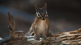 Image of Long-eared Chipmunk